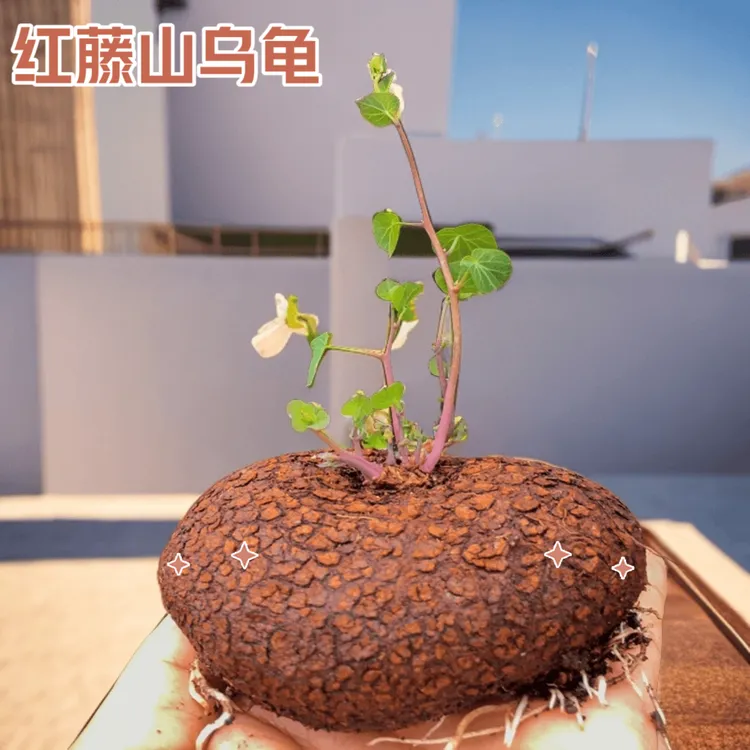 红藤山乌龟金不龟换植物圆叶景观爬藤圆叶空气盆景盆栽肉肉绿植物