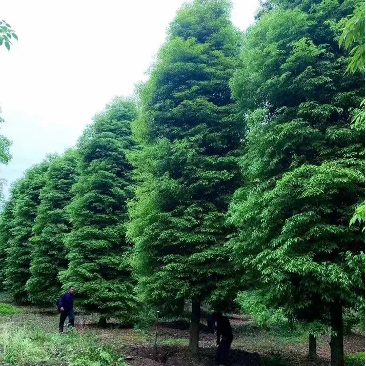 金丝楠树苗庭院绿植地栽带叶发货