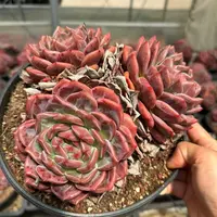 18#大Q橙3头起多肉植物     前男友精品多肉