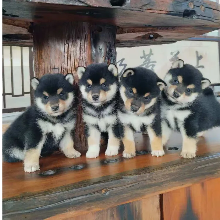 柴犬赤柴豆柴黑柴白柴狗狗幼犬纯种家庭宠物犬