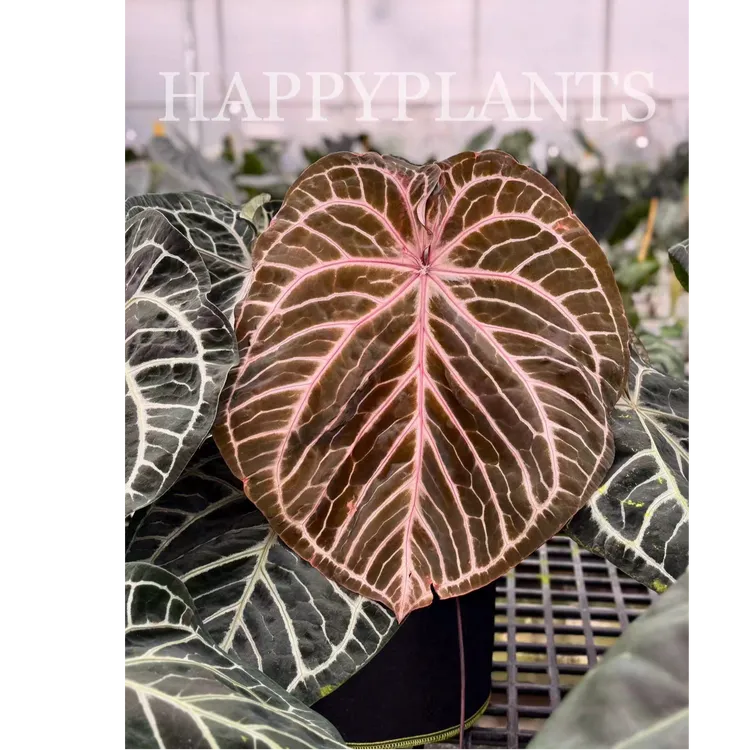 快乐植物 粉柠檬杂红水晶x撕裂纹 水晶花烛热带绿植植物
