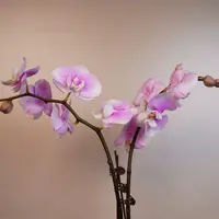 朝暮里蝴蝶兰【白安娜3.0寸杯】双 带花带花苞开花珠发货