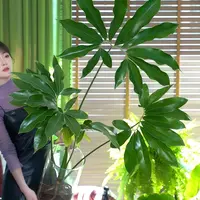 【水培】印第安羽毛蔓绿绒五子登科耐阴耐热网红观叶北欧风ins