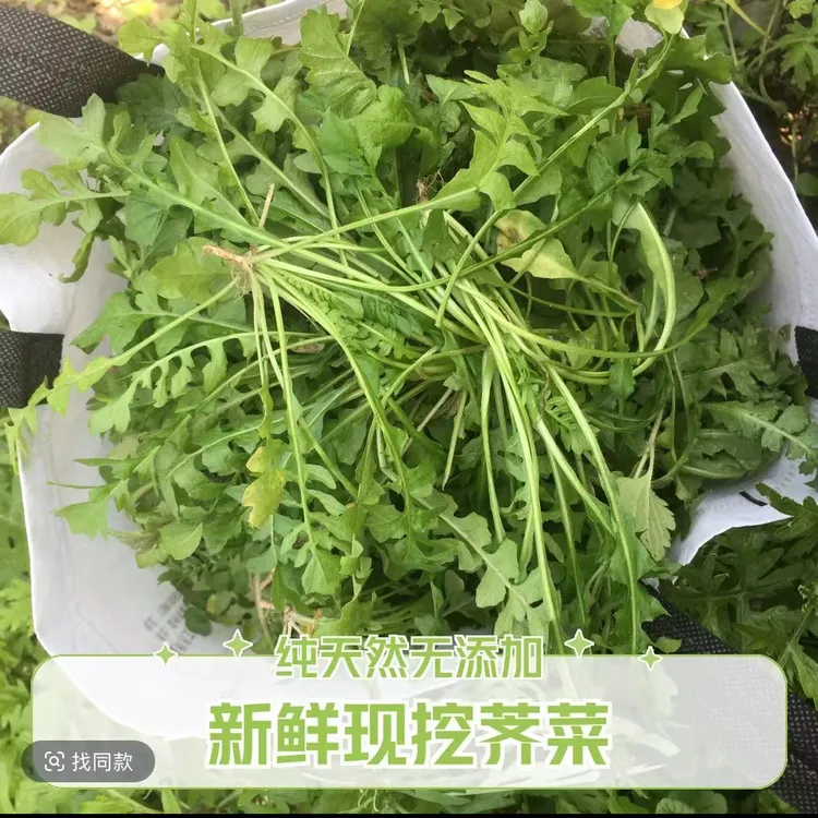 现挖现发露天野菜荠菜鲜香味美包饺子包混沌首选野菜营养价值高