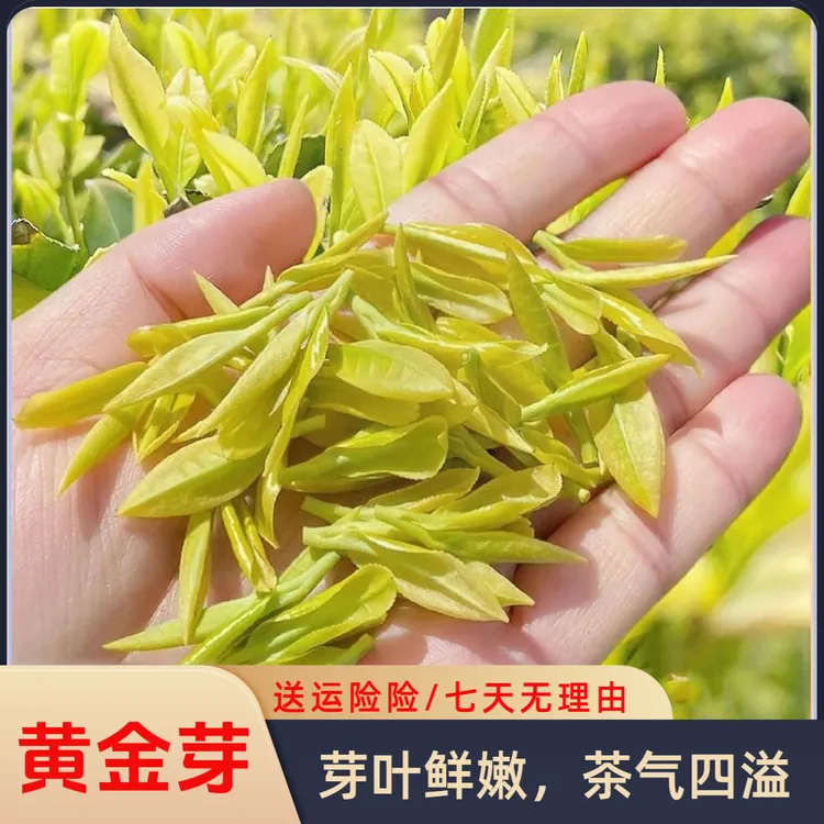黄金叶【明前黄金芽】明前高山2025年新茶豆香浓郁鲜爽回甘
