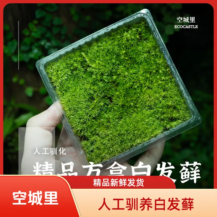 「空城里」人工驯养白发藓苔藓微景观造景鲜活新鲜发货庭院造景