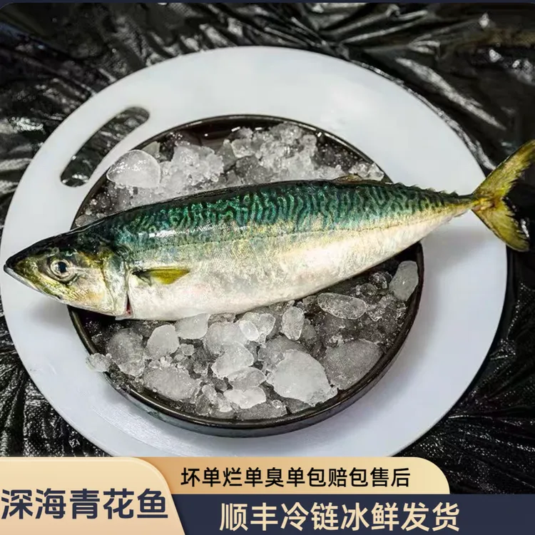 5斤装青花鱼东山岛小船捕捞青占鱼花仙鱼鲐鲅鱼海鲜红杉鱼青鱼
