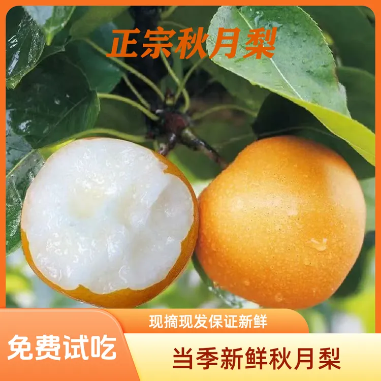 当季新鲜秋月梨整盒中秋现摘现发8月水果脆甜多汁冰糖雪梨产地发