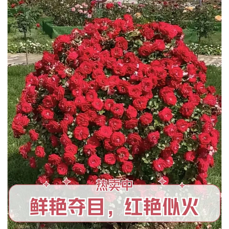 月季花球（小女孩，藤彩虹）变色龙月季花
