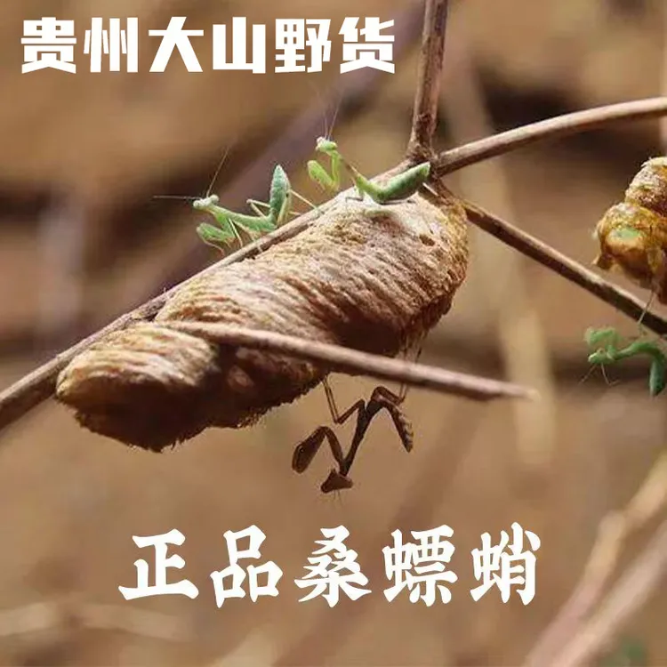 贵州野生螳螂籽大棉桑螵蛸经高温蒸晒处理干货可泡水泡酒500克