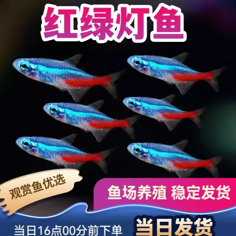 红绿灯鱼宝莲灯鱼小型灯科热带观赏鱼淡水鱼群游活体