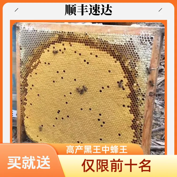 中蜂蜂王高产黑王阿坝一代保护品种耐热抗病火炉蜂王种王出售