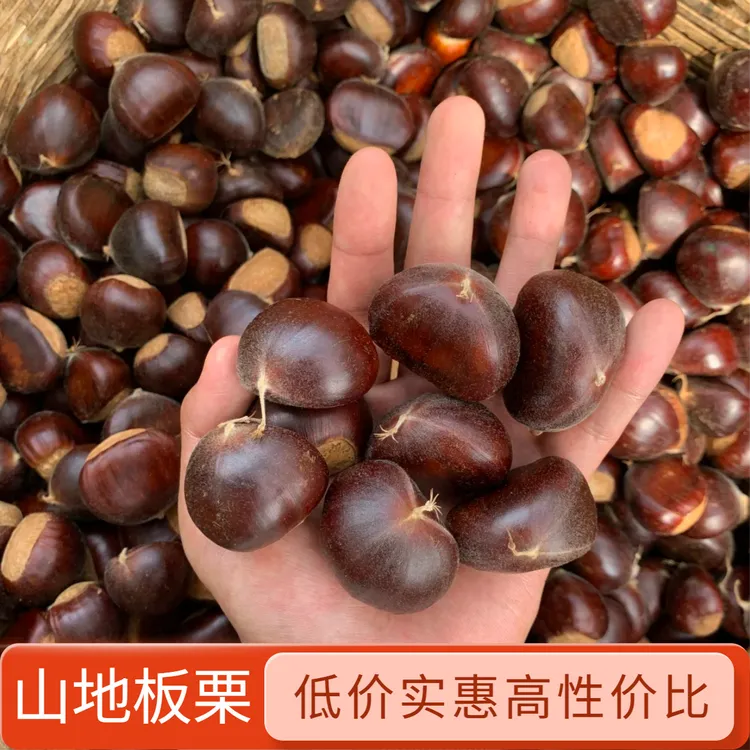 3/5斤中果新下树山地地头茬兴隆农户自销燕山甘栗新鲜京东板栗