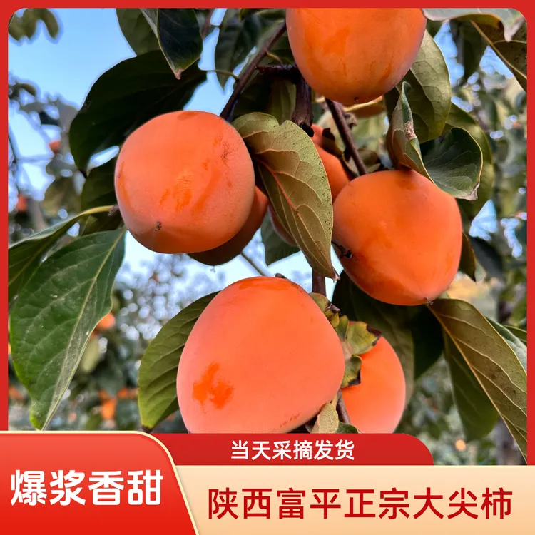 陕西富平大尖柿新鲜采摘软糯香甜爆浆流心可做柿饼冰柿