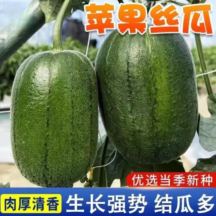 苹果丝瓜种子四季播种阳台盆栽小院种植简单夏季开花蔬菜