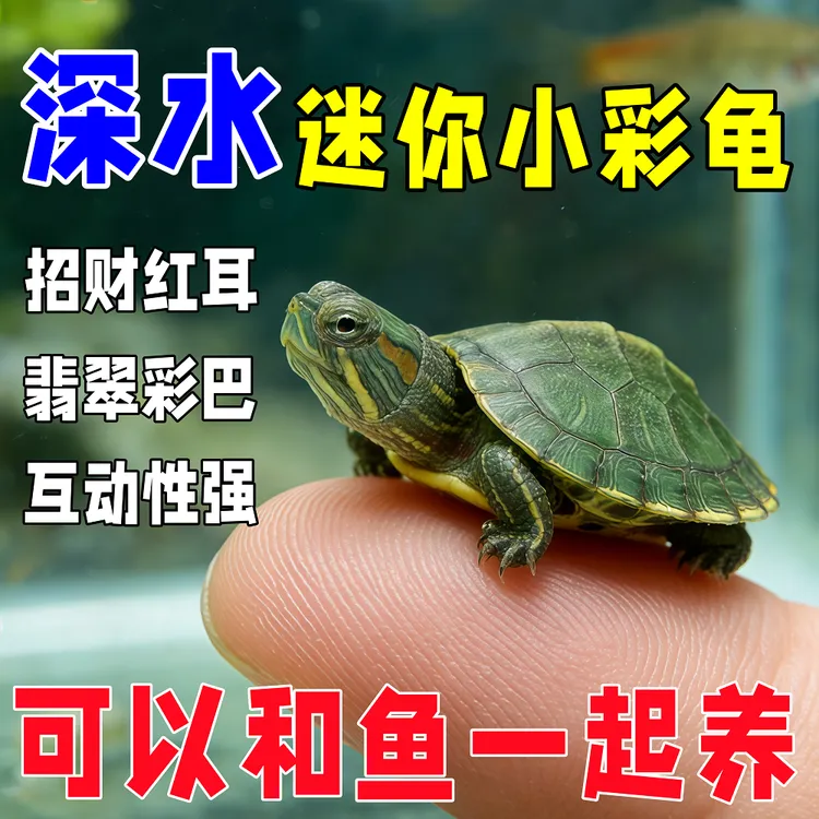 超小迷你红耳巴西深水吃鱼粪黄金招财龟翡翠巴西龟小乌龟活体宠物