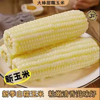 东北新鲜25年银箔甜糯白玉米14大根260-320克整箱8斤以上试吃3支