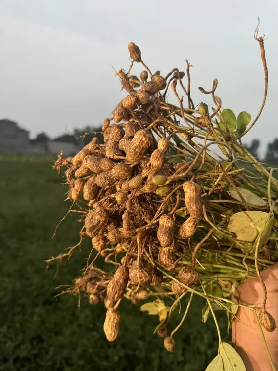 2025现挖带壳自家新鲜粉皮湿花生可水煮生吃口感软糯香甜