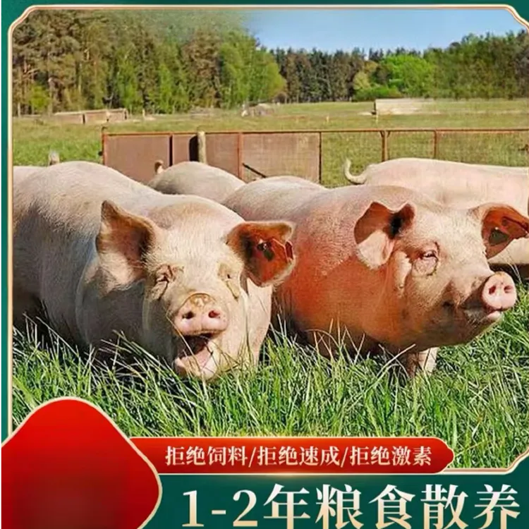 猪前后肘肉 农村散养大年猪 顺丰