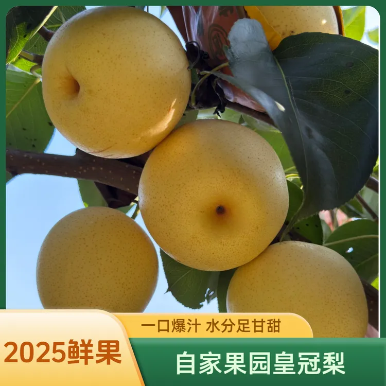  【皇冠梨】直播间大促河北特产梨子清甜可口新鲜水果大果自家果园