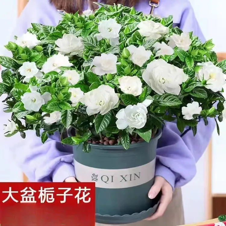 栀子花浓香型盆栽花卉室内植物花苞四季净化空气开花好养商品图