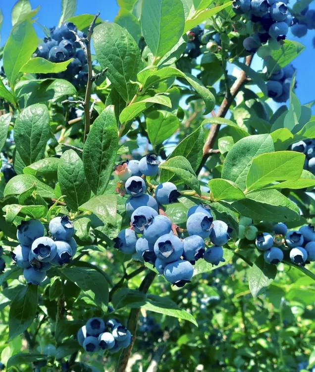 头茬高山蓝莓新鲜采摘含花青素脆甜可口