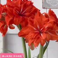 朱顶红种球【双马戏团】小苗自然球-重瓣包对版-