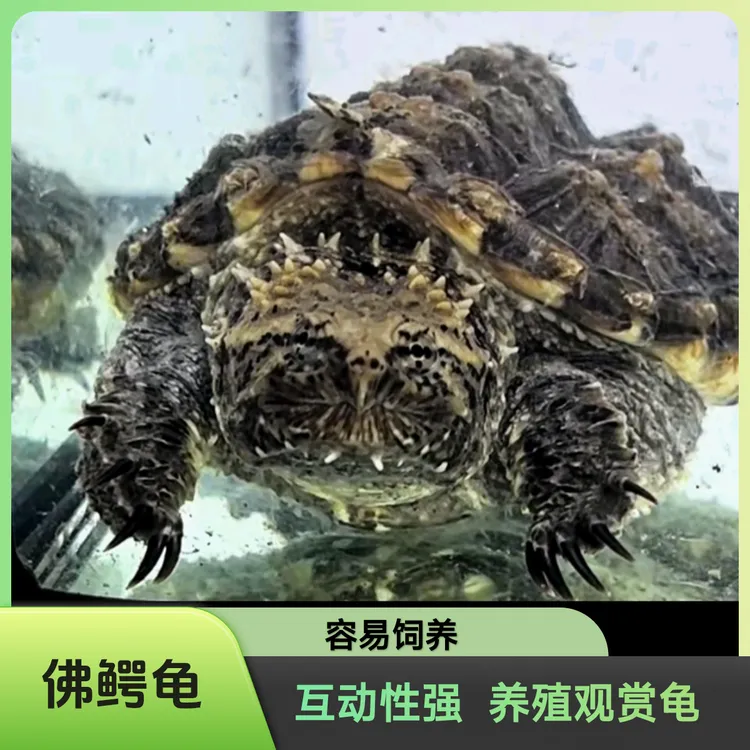 【直播精选】爆刺佛鳄观赏龟人工养殖精品冷水小乌龟原种佛鳄宠物龟