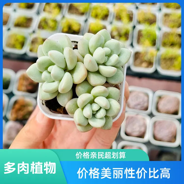 满9.9包邮泡泡糖群多肉植物多头群生办公桌书房盆栽室内植物盆栽