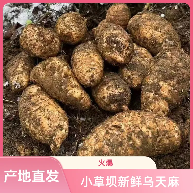 正宗【新鲜天麻】云南昭通天麻小草坝天麻产地直发炖鸡煲汤泡酒营养