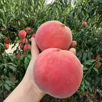 【5斤±50g】中秋蜜脆桃小果（不离核）山西省