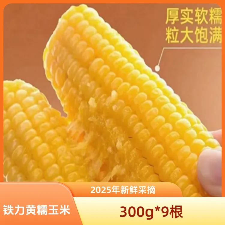 2025年小兴安岭铁力新摘黄糯玉米 铝箔包装300g*9根（试吃一根）
