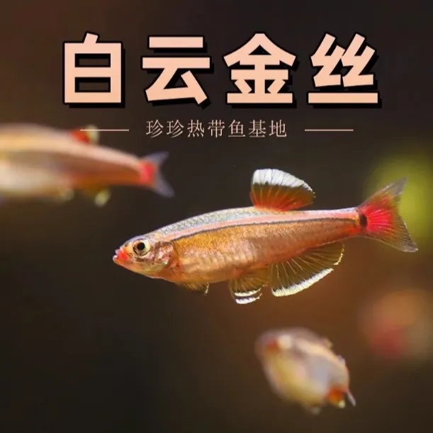 白云金丝鱼冷水观赏鱼淡水灯科鱼好养耐活白云金丝