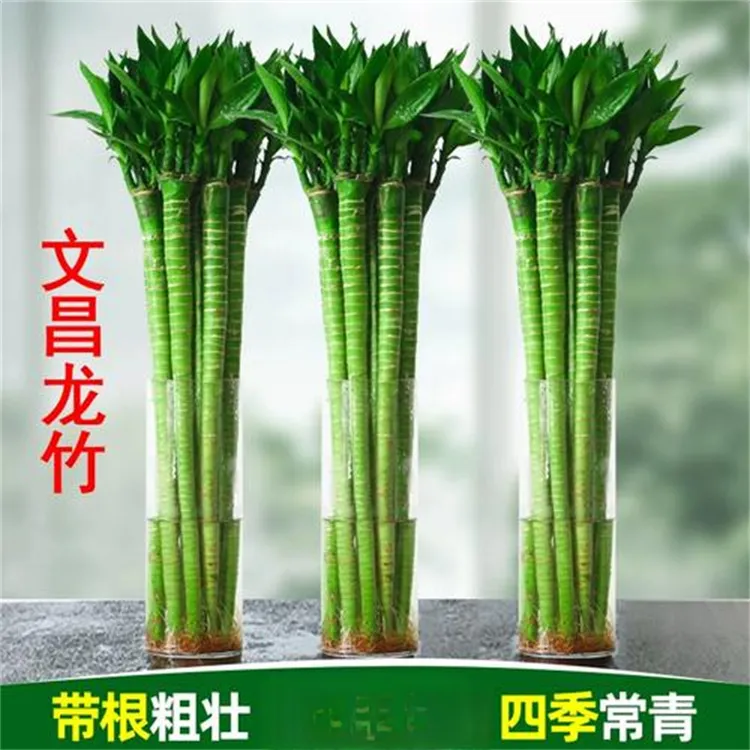【新疆包邮】4根 带根文昌竹龙竹水养水培绿植室内客厅植物盆栽竹