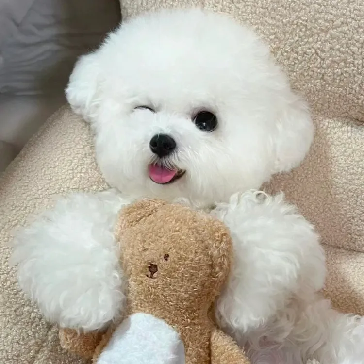 比熊小型犬幼犬呆萌可爱不掉毛狗狗适合家养小宠物送货上门泰迪熊