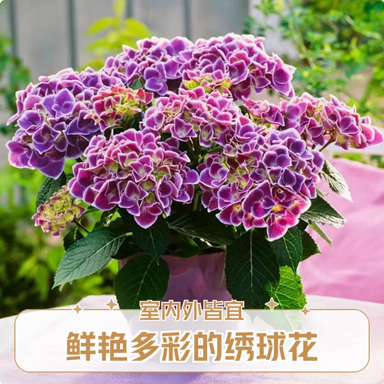 【新疆包邮】 绣球花苗植物无尽夏花四季好养的开花盆栽花卉植物
