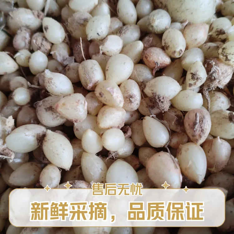东北山野菜。新鲜现挖小根蒜菜子。既能拌凉菜吃，又能做种子用。