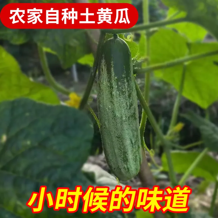 云南老品种黄瓜新鲜脆嫩现摘现发山黄瓜