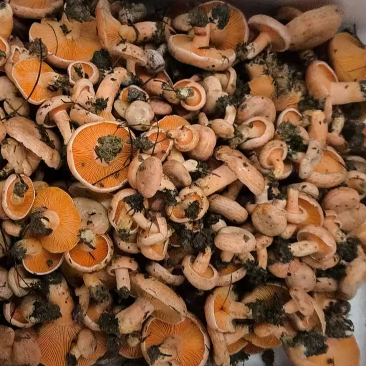 贵州野生黄枞树谷熟菌寒菌枞树菌松乳菇松树菌