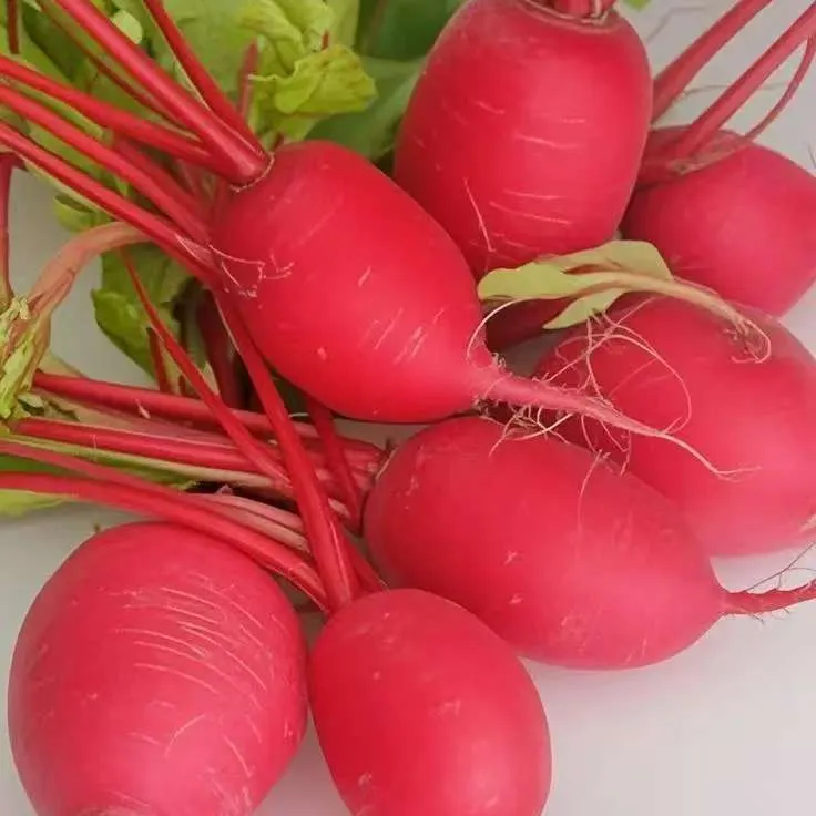 贵州高山农家自种新鲜红皮萝卜可做泡萝卜泡菜凉拌开胃小菜