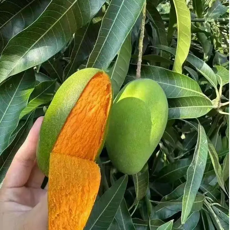 云南高山椰香芒果新鲜应季鸡蛋芒核薄肉厚香甜软糯
