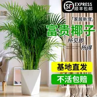 【顺丰上门】富贵椰子1.2米-1.4米大绿植客厅办公室好养活过冬植物