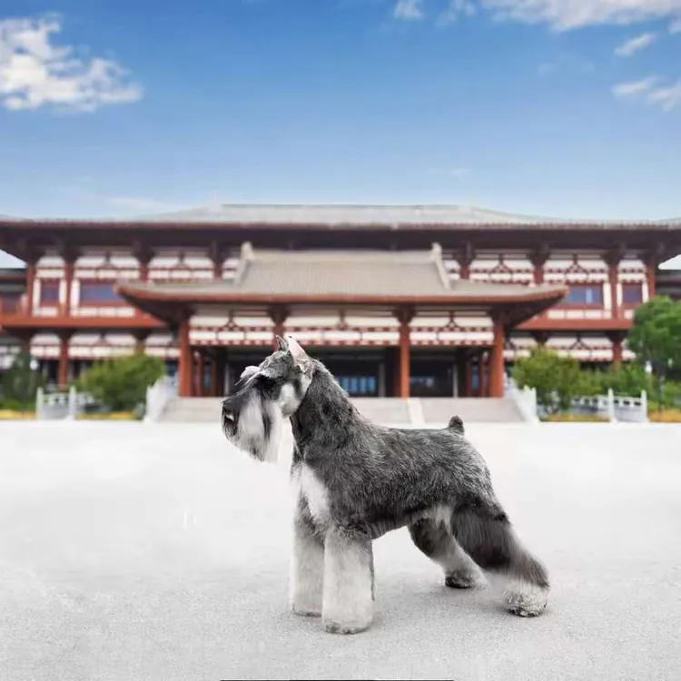锐雪犬舍纯种迷你雪纳瑞 所见即所得