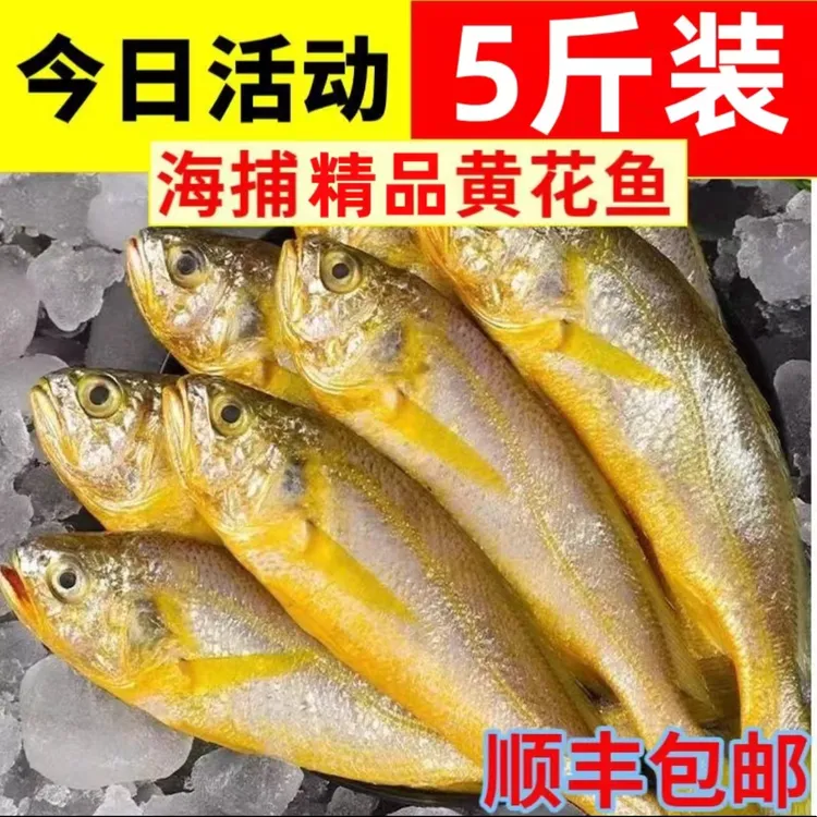 渤海湾纯野生小黄花鱼海捕到手5斤 [4斤送1斤]