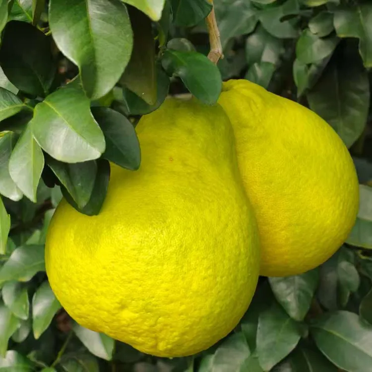 正宗江永香柚柚子新鲜当季产地无酸细腻多汁水果