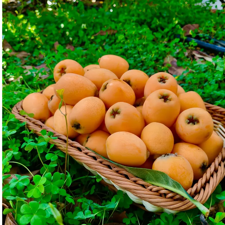 云阳巴阳五星枇杷新鲜现摘应季水果产地直发包邮