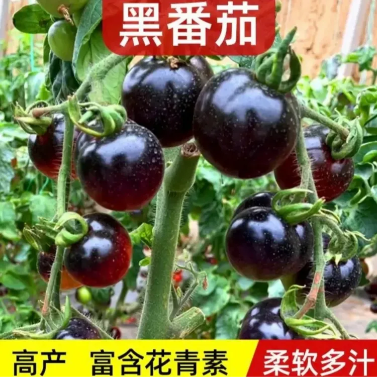 黑珍珠番茄苗家庭盆栽地栽小院种植南北方均可种植