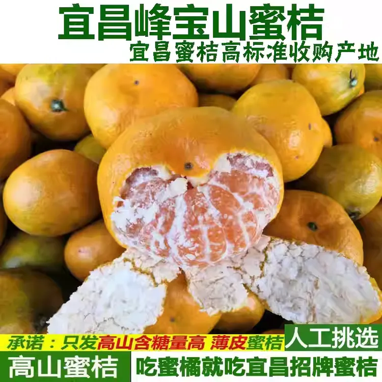 现货青皮橘子早熟新鲜蜜桔子应季孕妇水果柑橘蜜橘酸爽多汁包邮