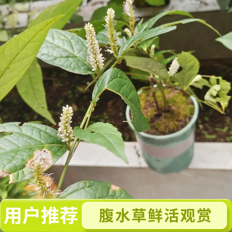 腹水草仙人搭桥钓鱼竿鲜草盆栽地载观赏药用鲜草干草煮水外敷