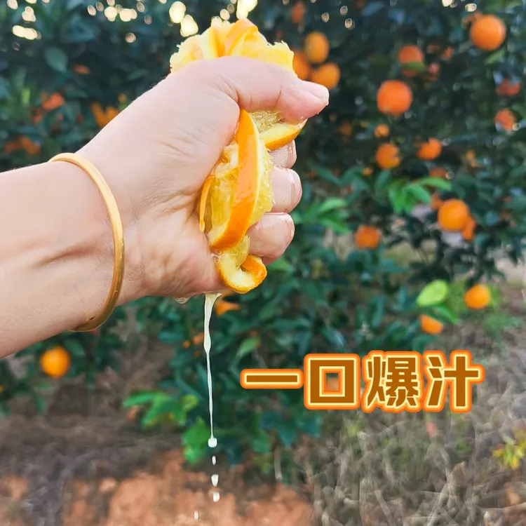 【现摘新鲜橙子】纽荷尔脐橙应季水果香甜多汁酸甜爽口